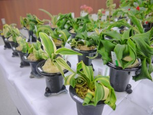 P1040186